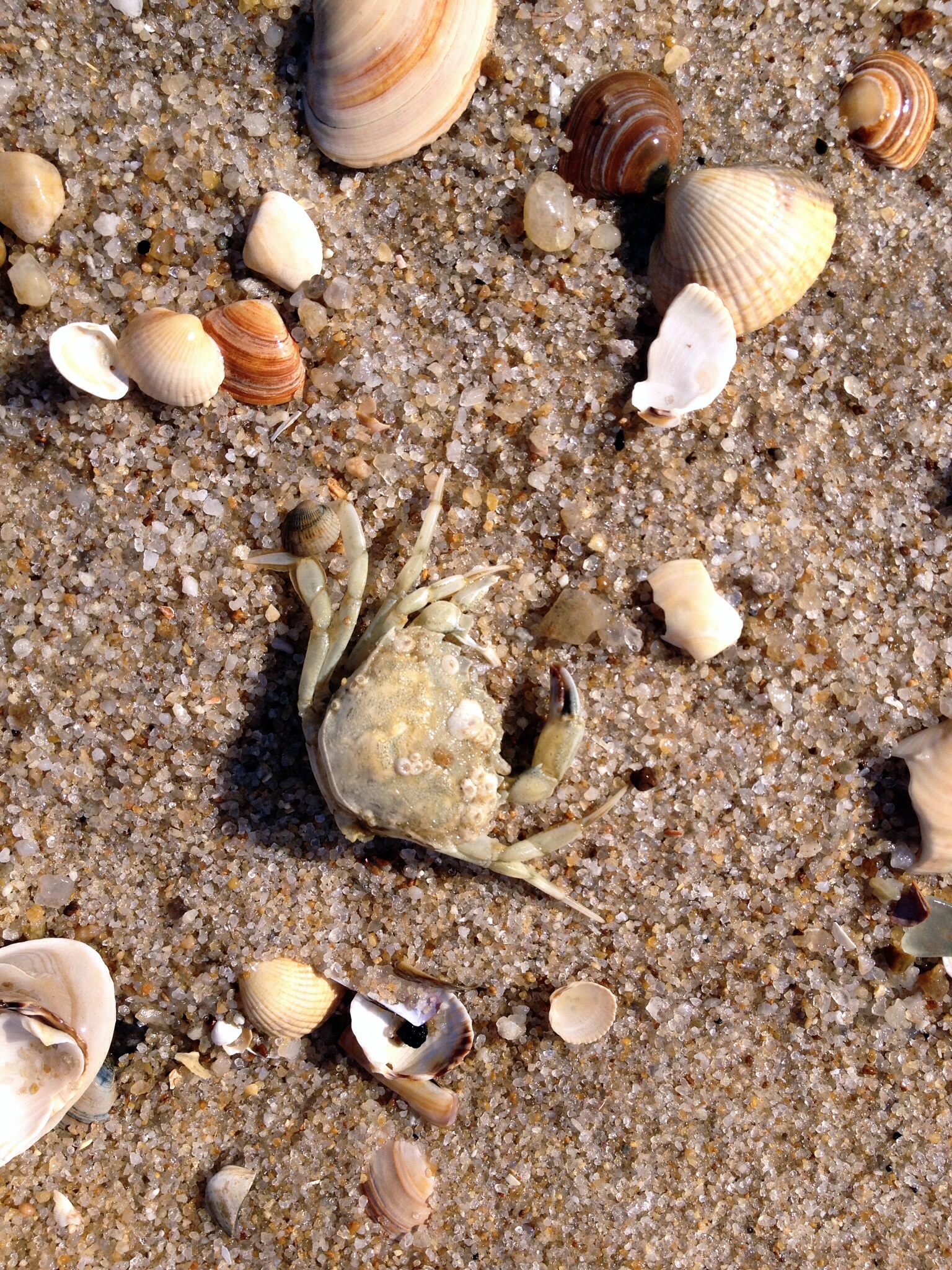 Muscheln und Krebs am Strand