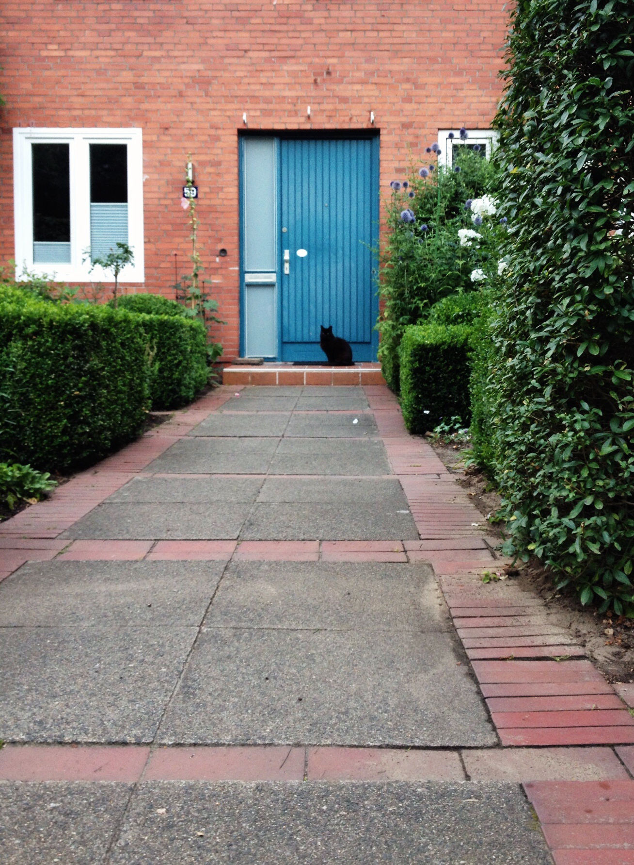 schwarze Katze vor blauer Tür