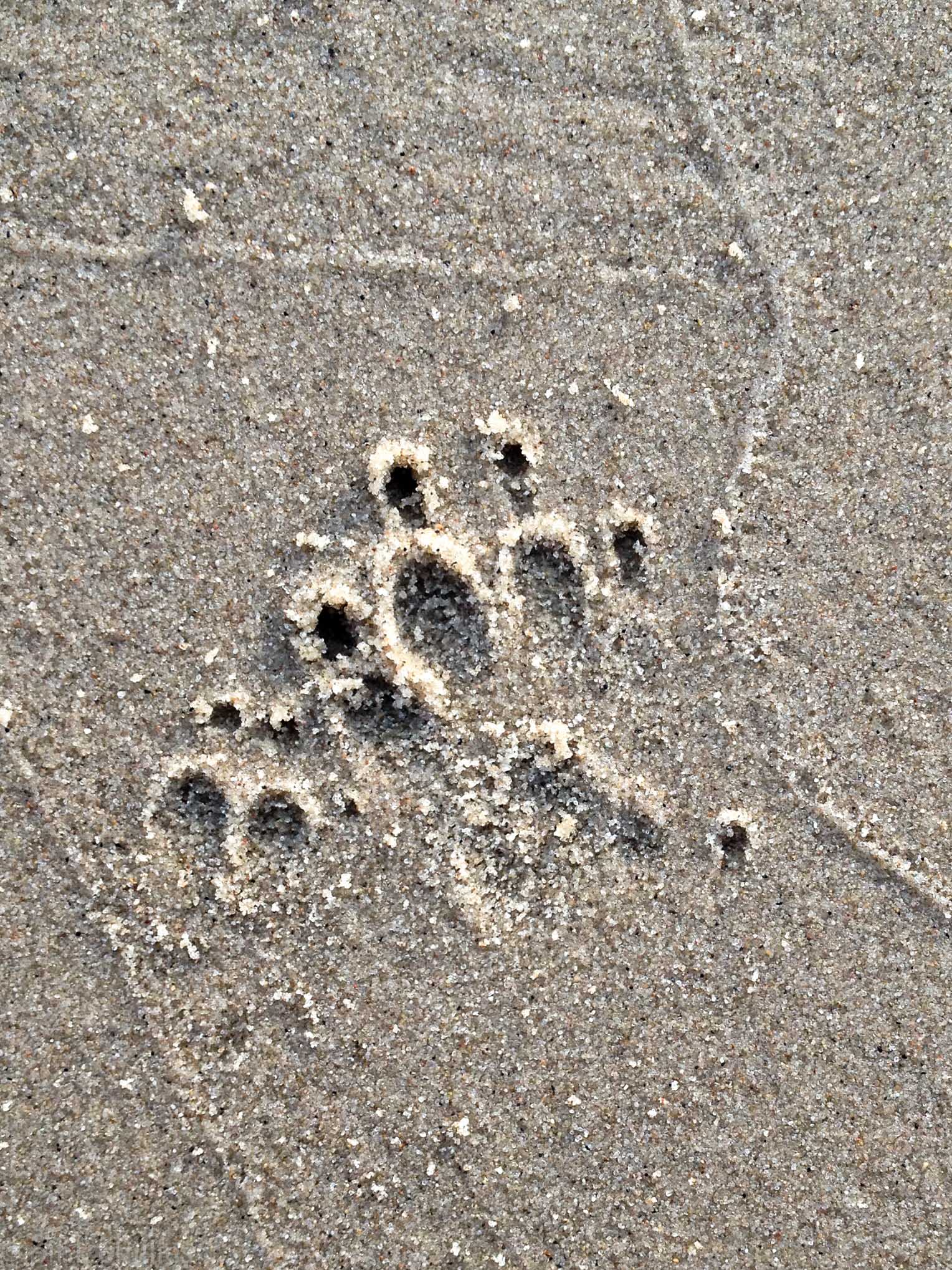 Hundepfote im Sand