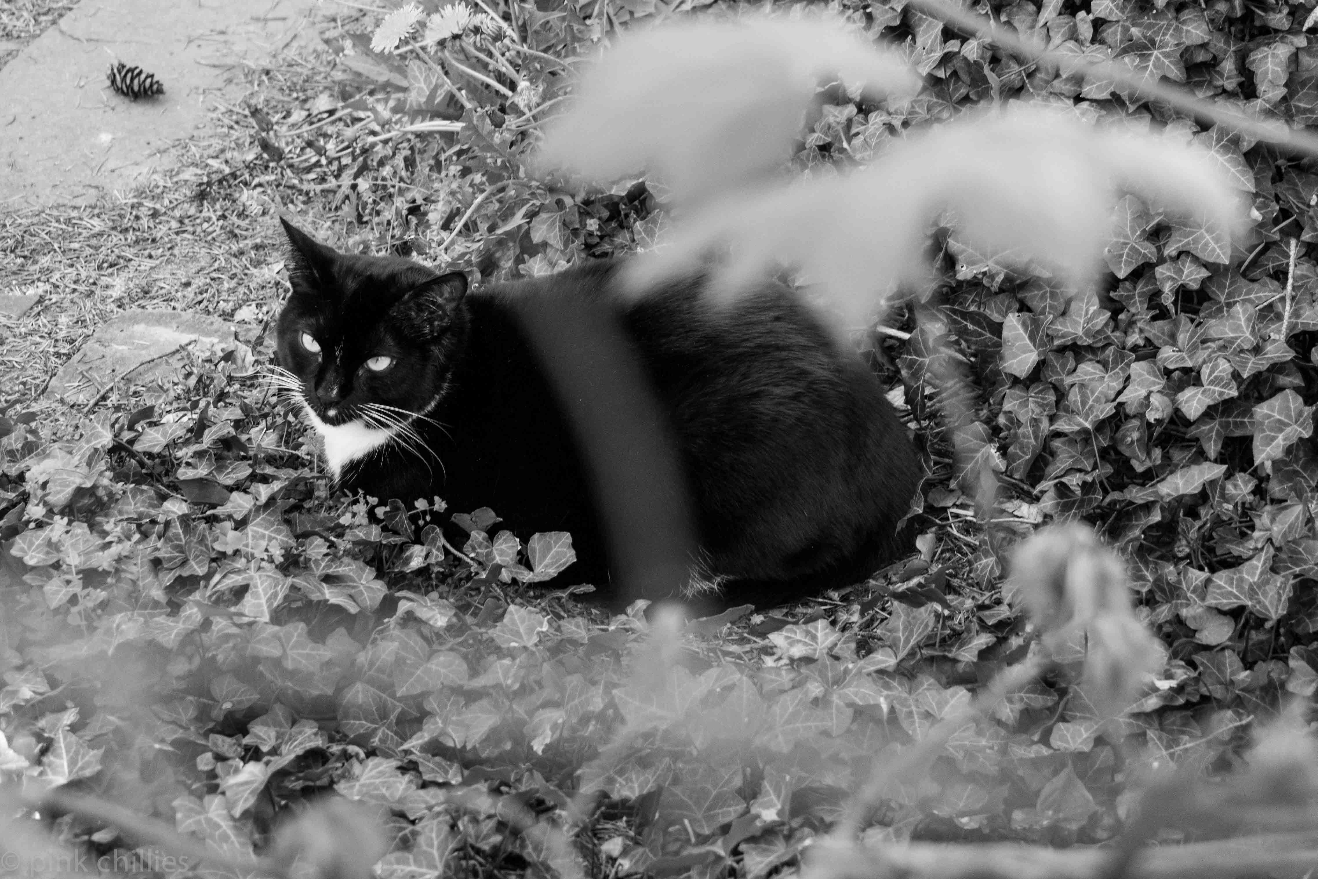 Katze schwarz-weiß