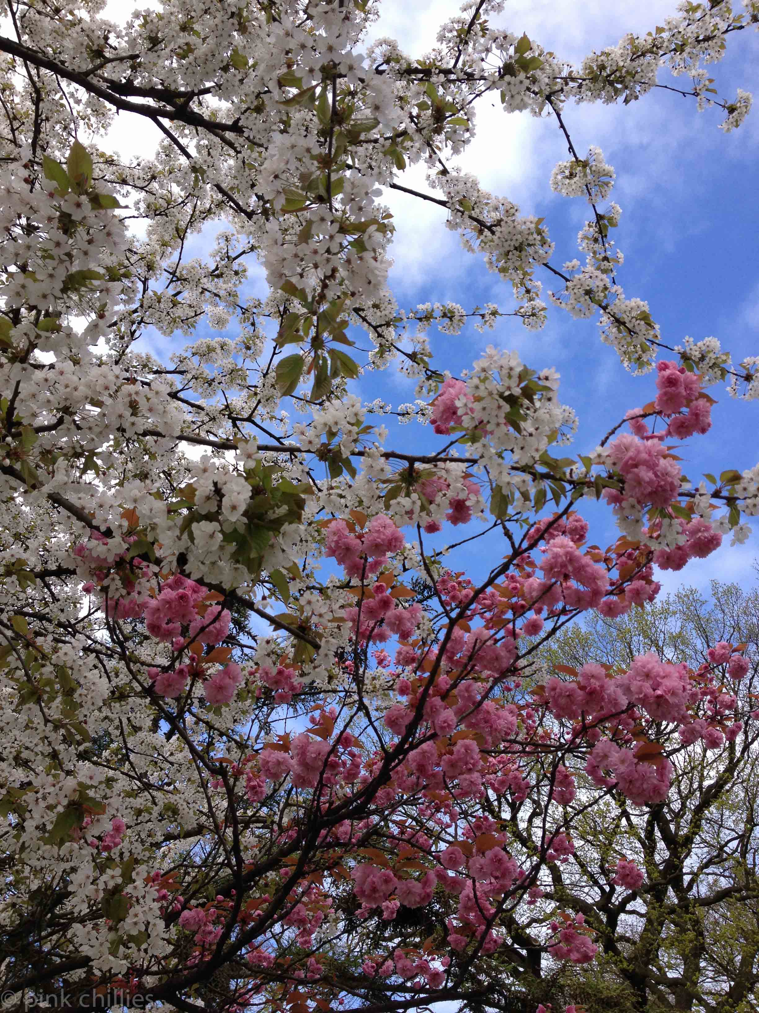 rosa und weiße Blüten an einem Baum