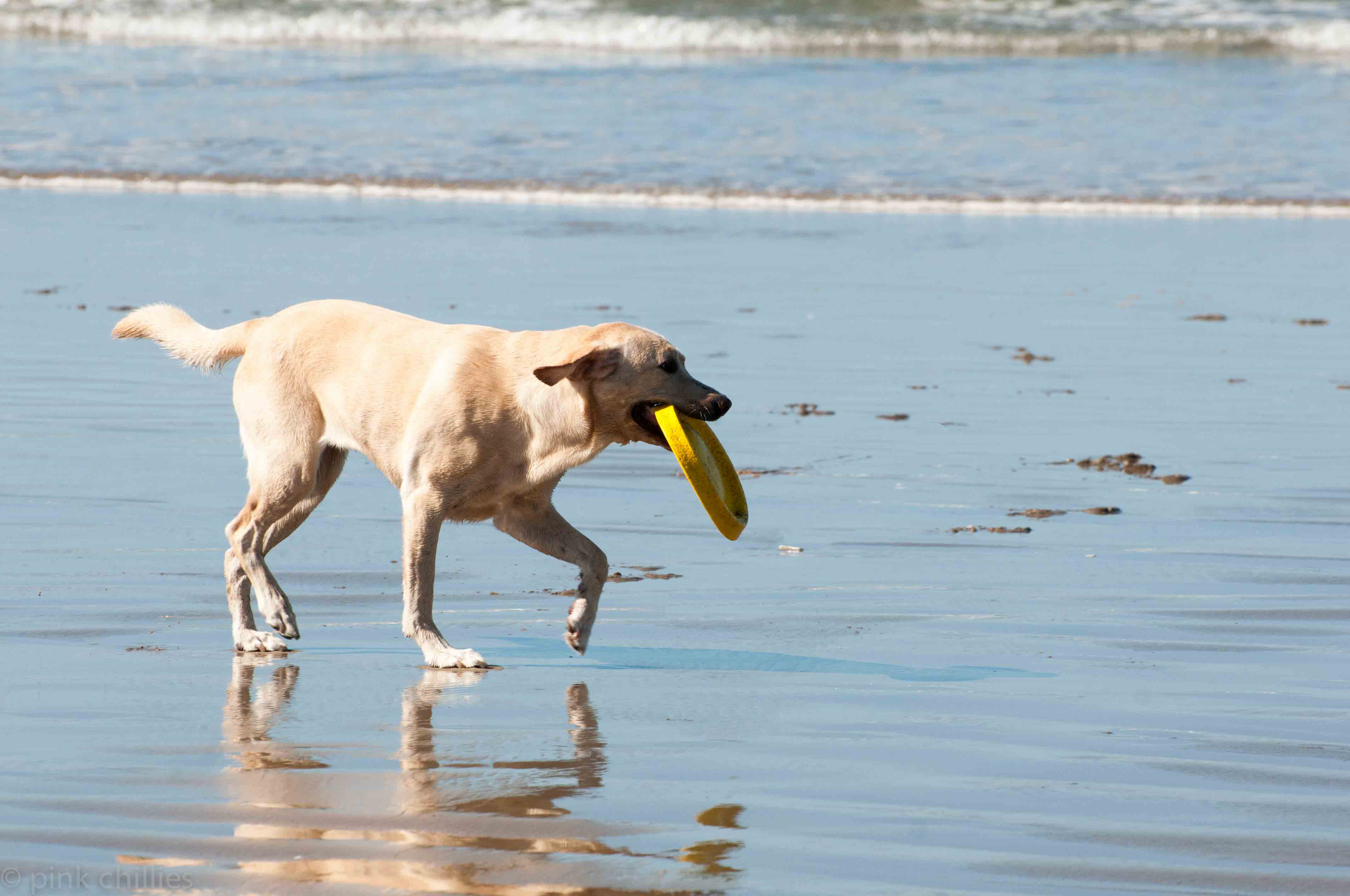 Hund mit Frisbee am Strand