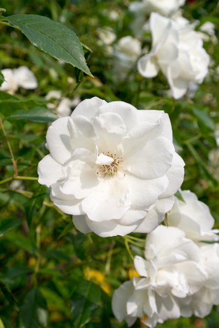 weiße rosen-1162