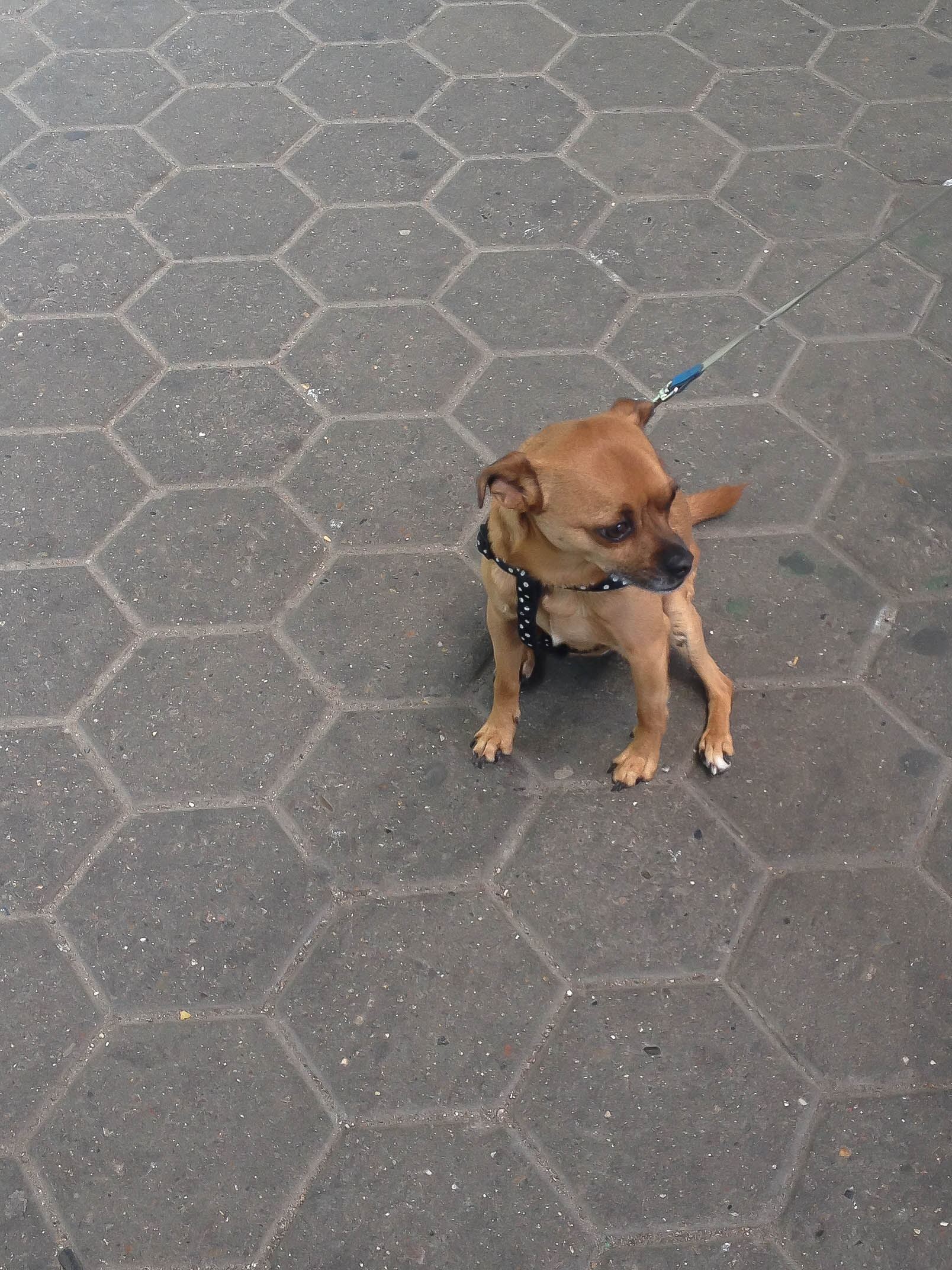 Mini Hund auf Bahnsteig