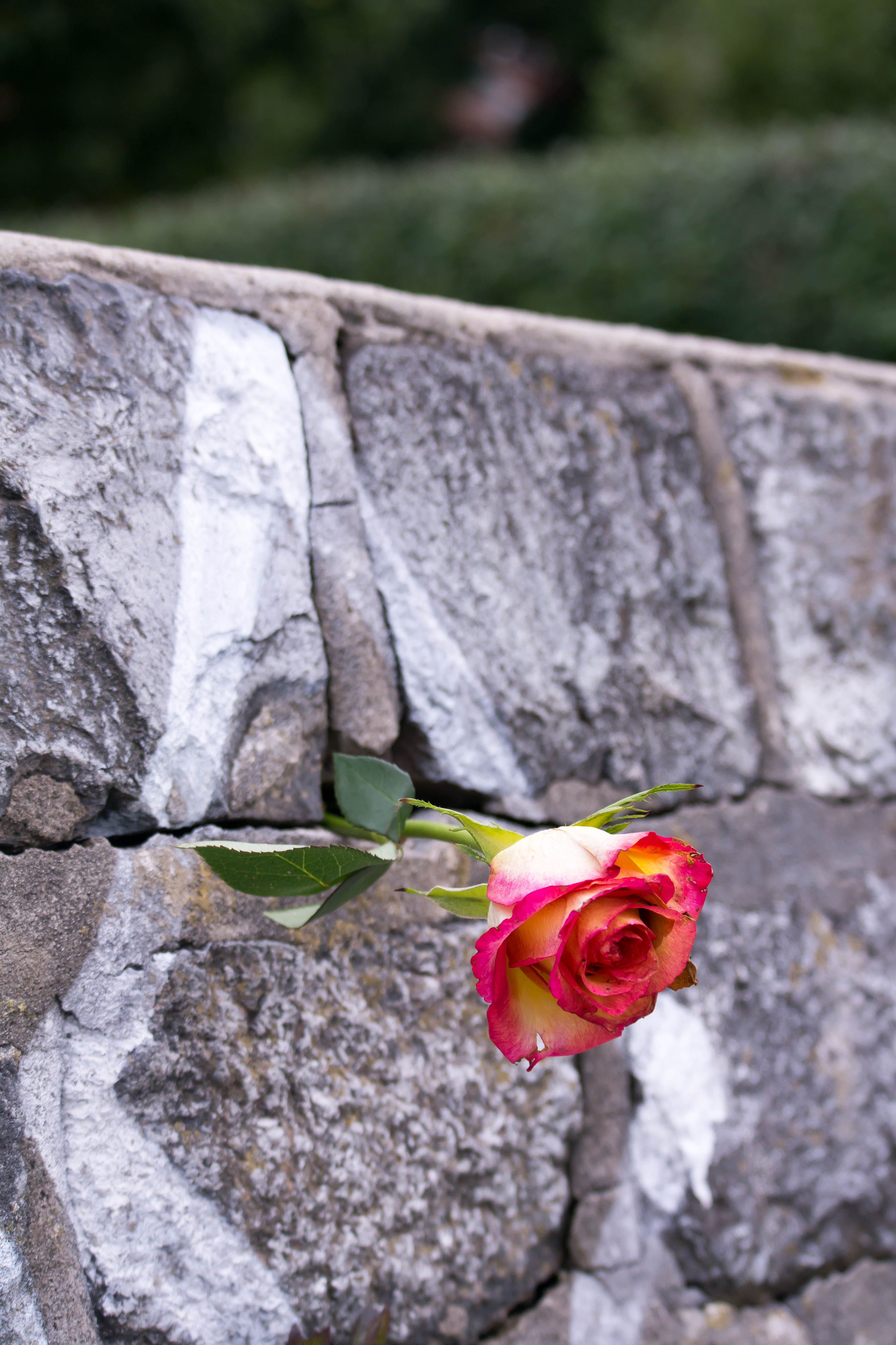 Rose in Mauer-2515