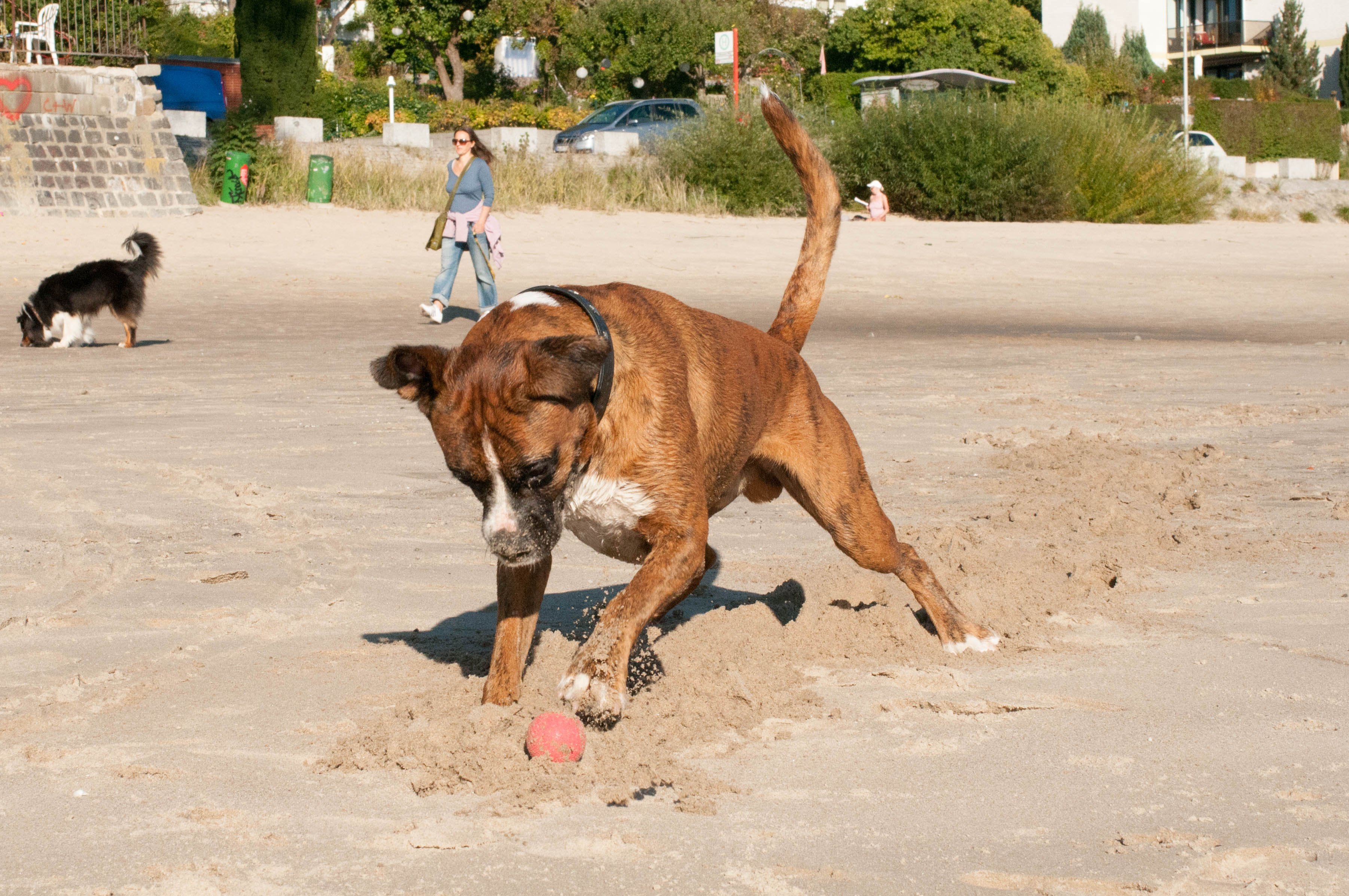 Hund Boxer Strand