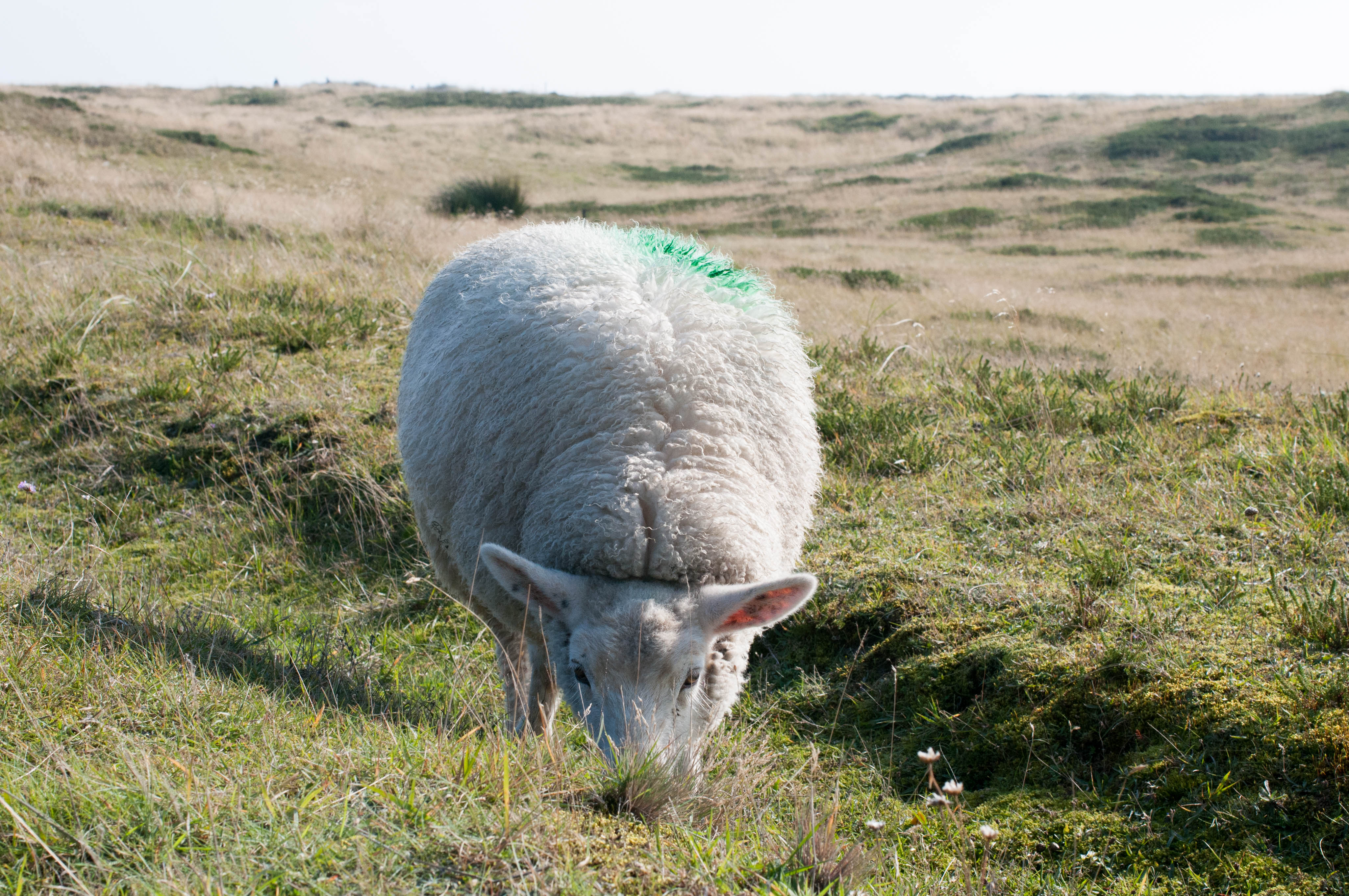 Schaf am Ellenbogen beim Grasen
