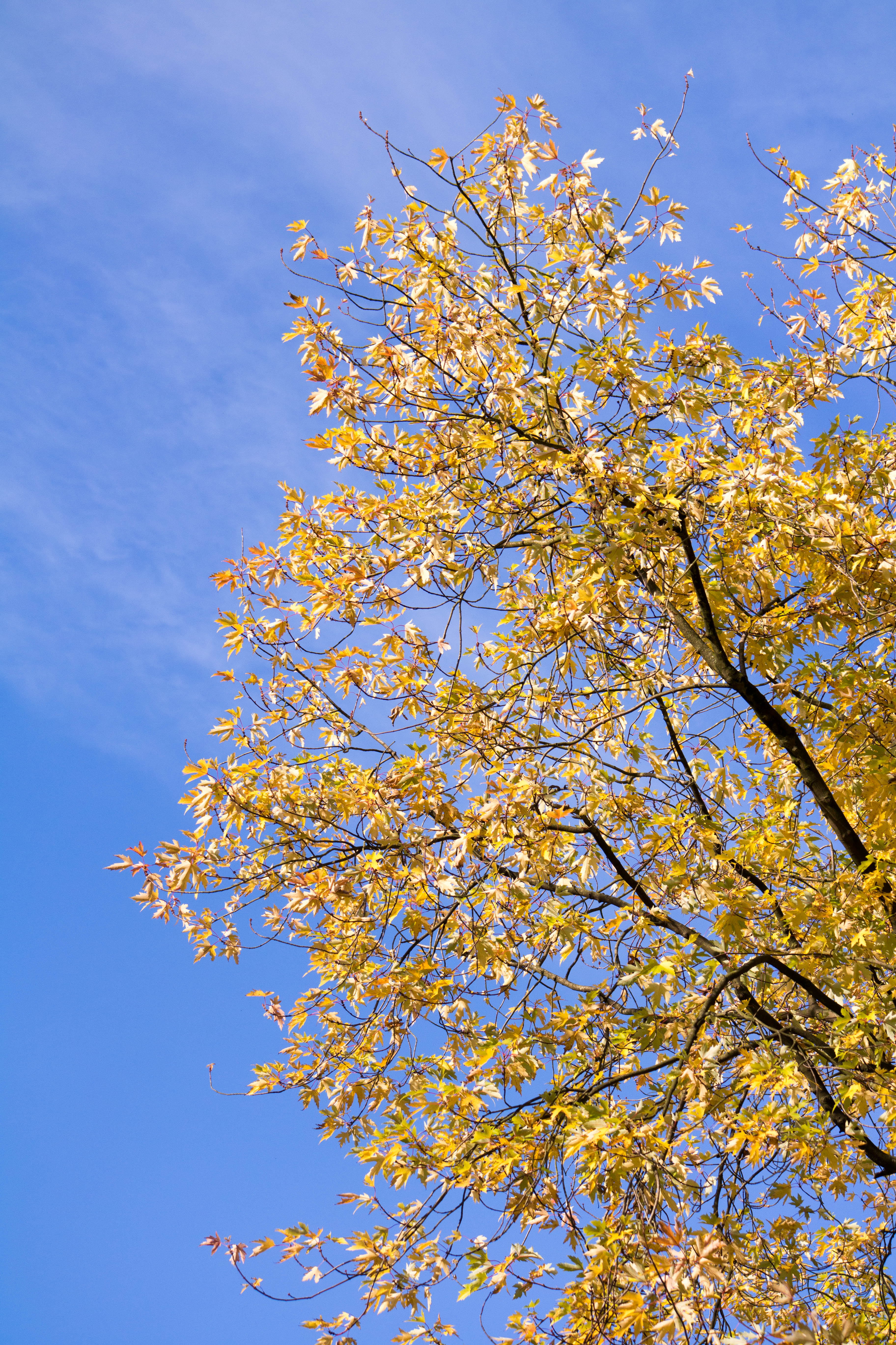 Herbst Baum 