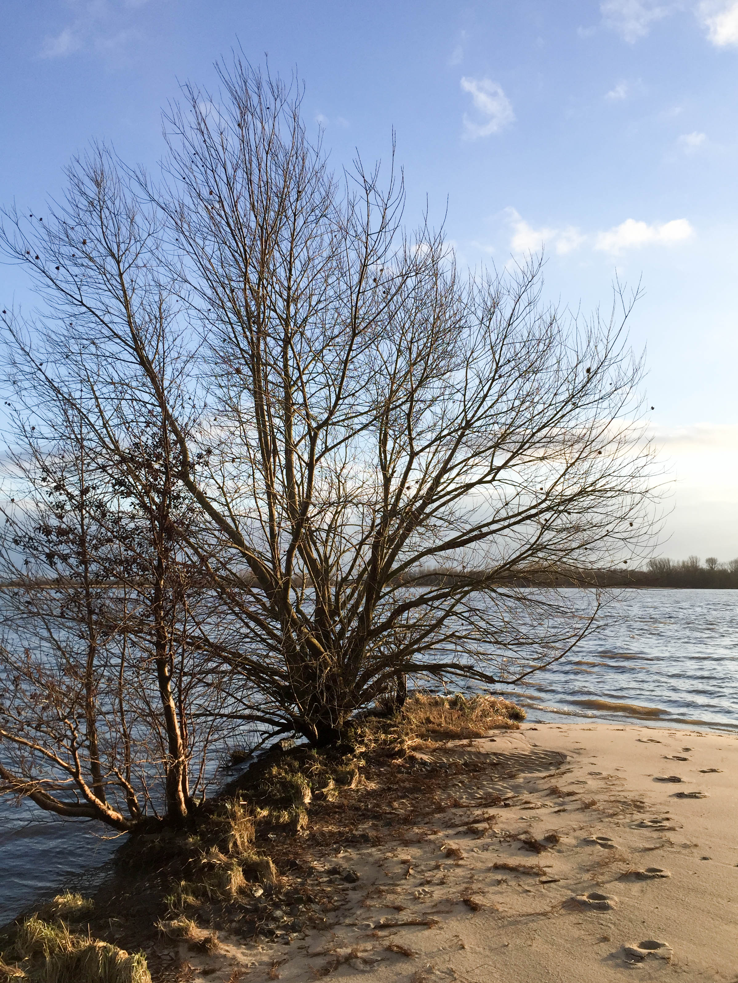 Baum an Elbe