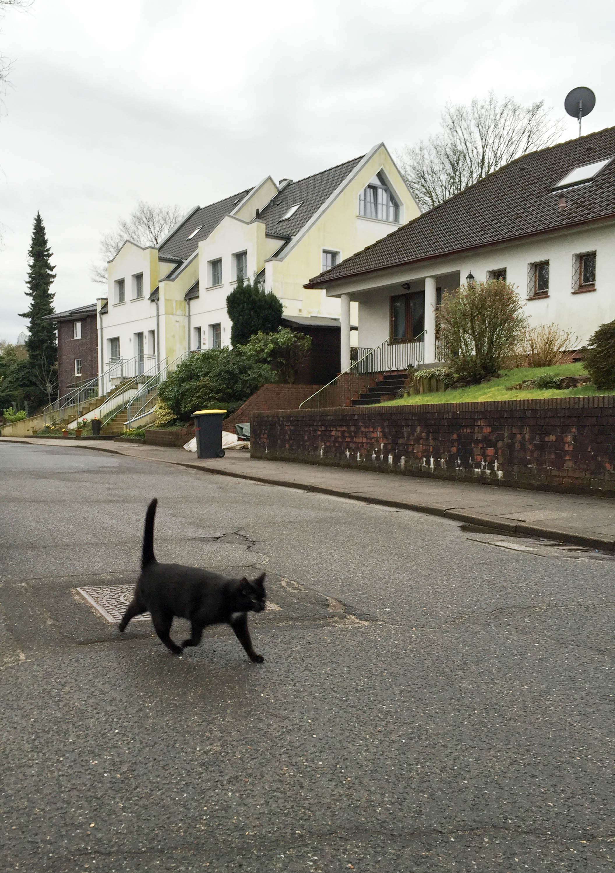 Katze überquerrt Straße-9460