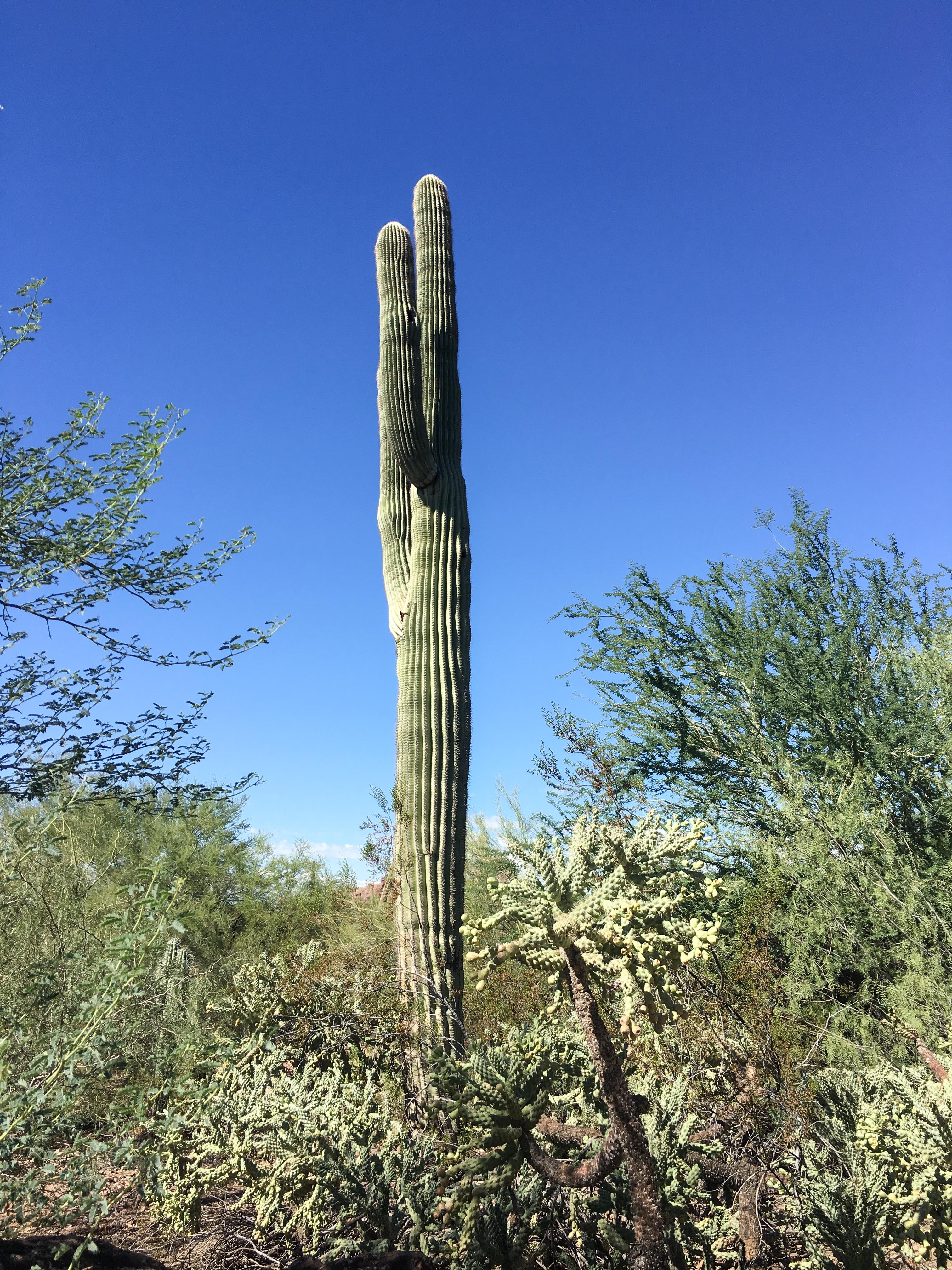 Kaktus in Arizona.