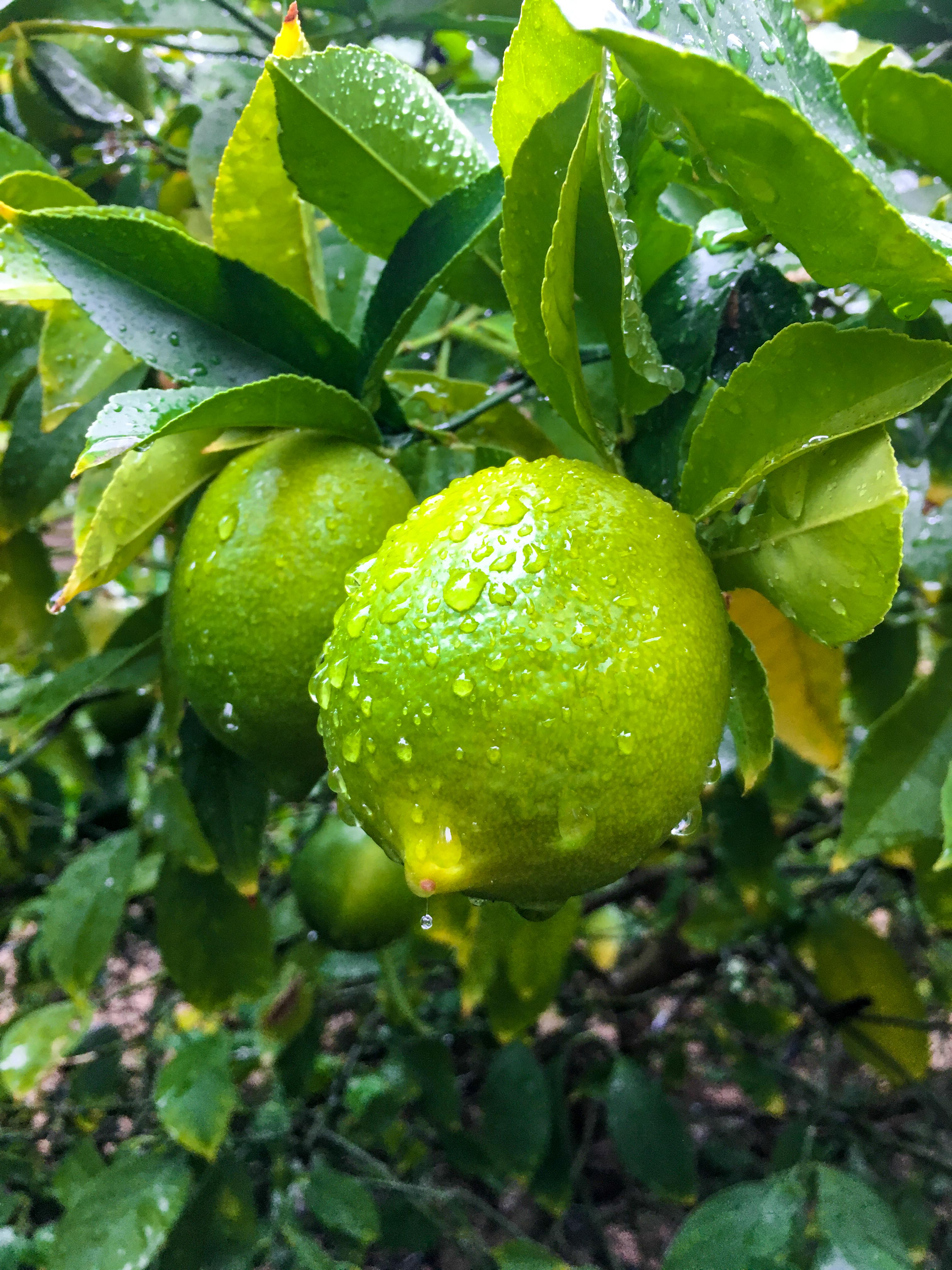 Limonenbaum