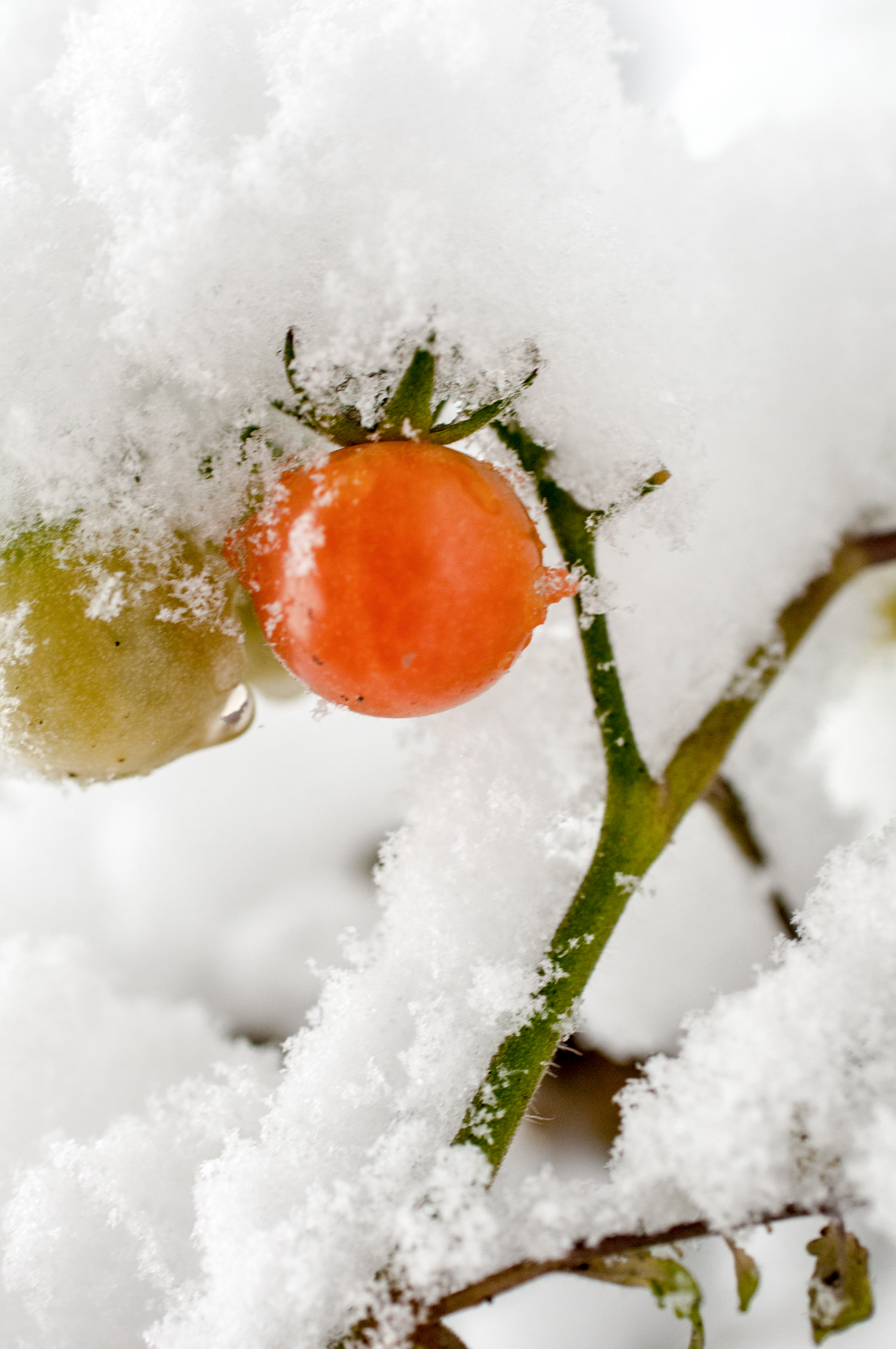 Tomate im Schnee