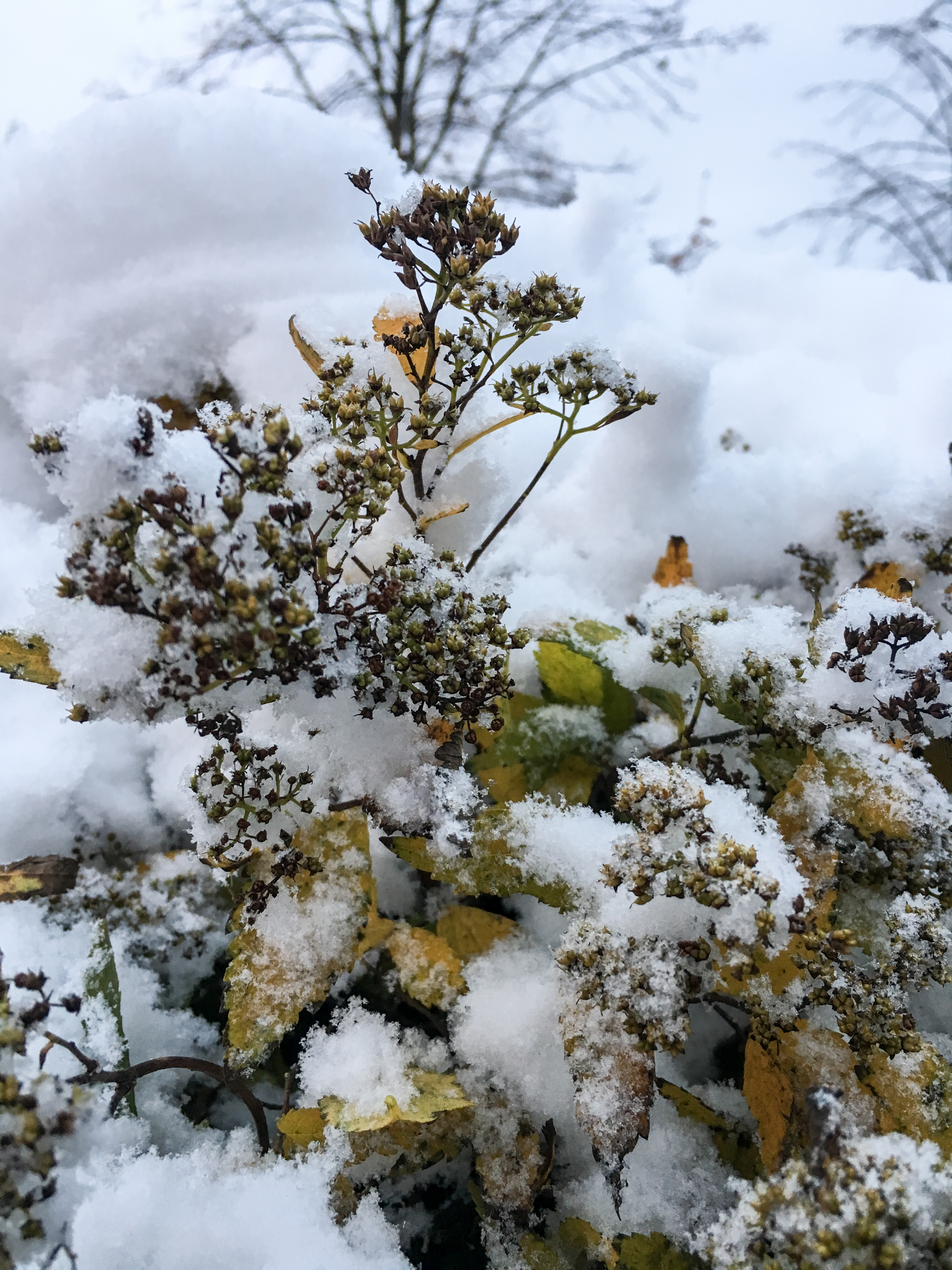 Pflanzen im Schnee