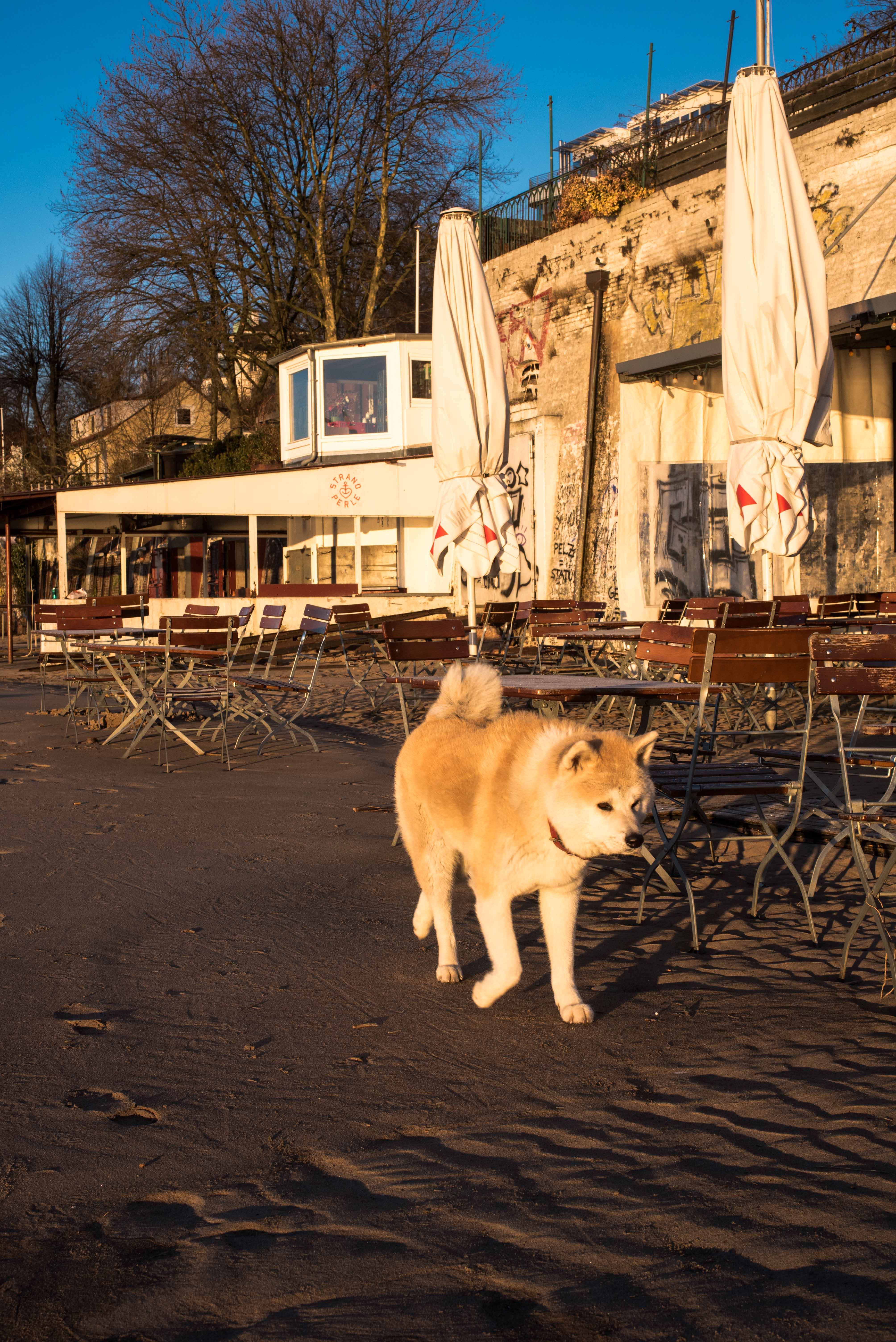 Hund am Strand Hamburg