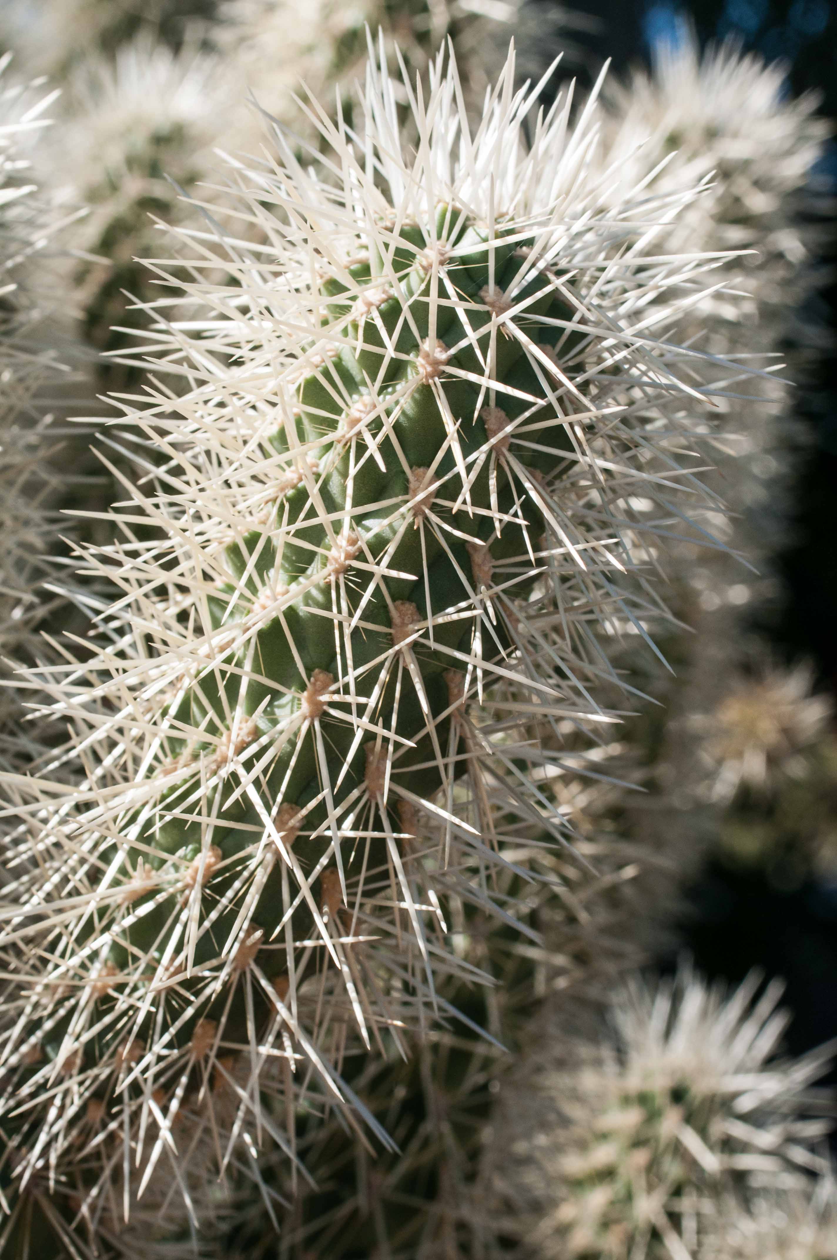 Desert Botanical Garden Phoenix AZ