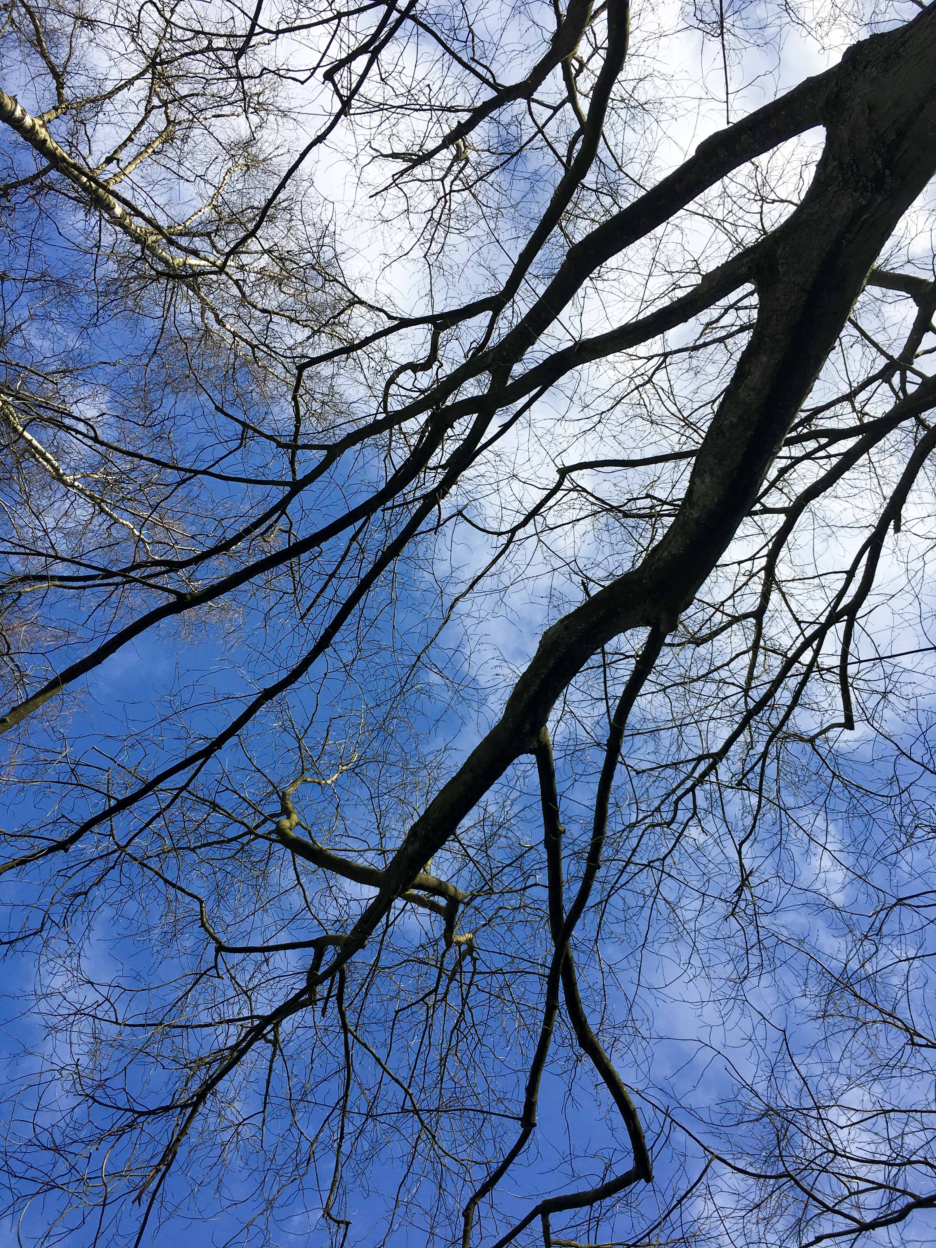Baum Blauer Himmel