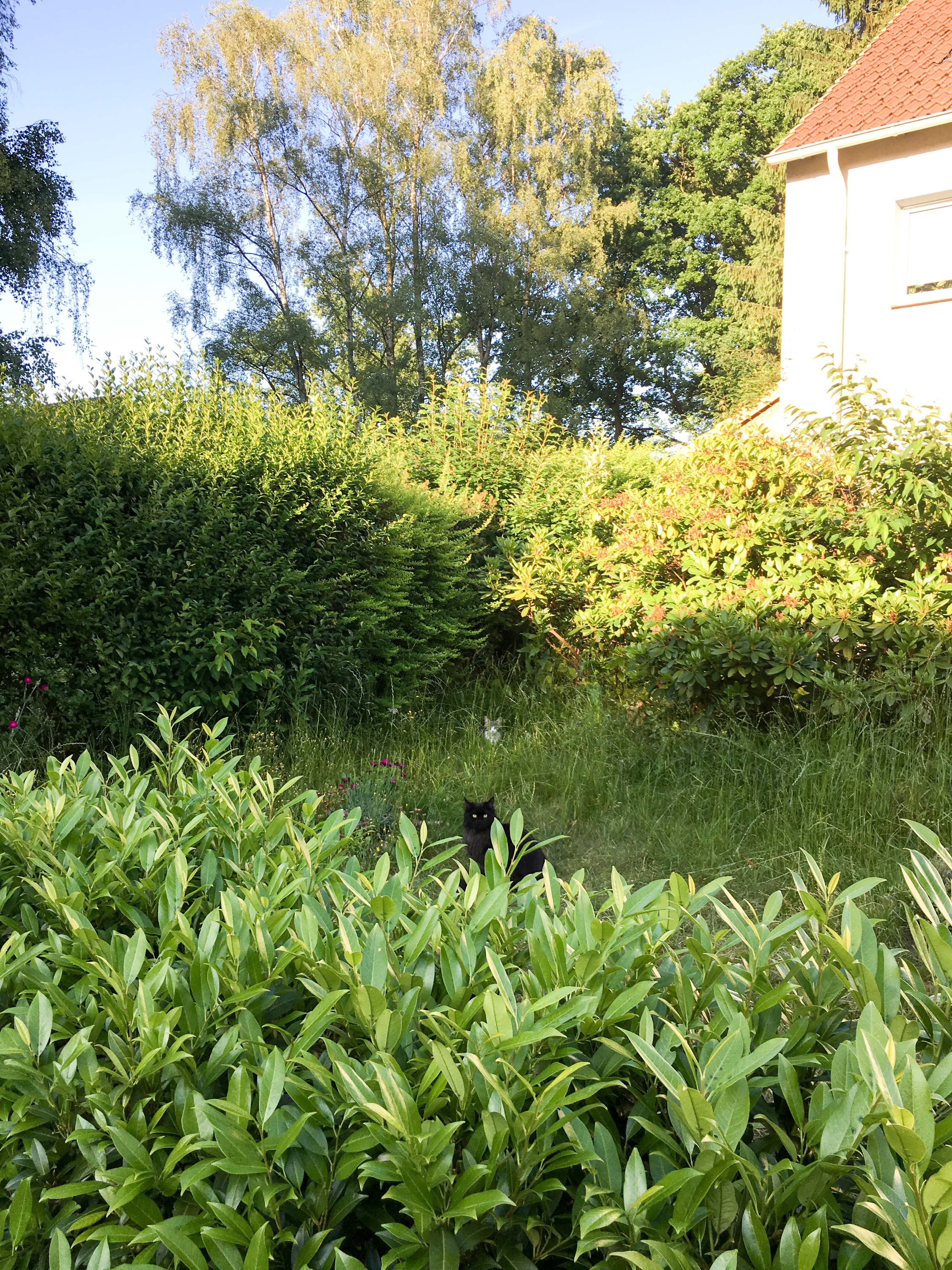 Katzen im Gras